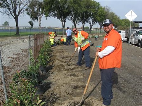 Lakewood city workers planting trees