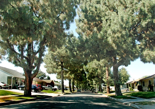 tree lined street in Lakewood