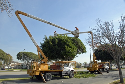 Tree crew trimming a street tree