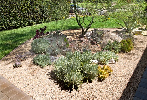 Drought tolerant garden with gravel and succulents