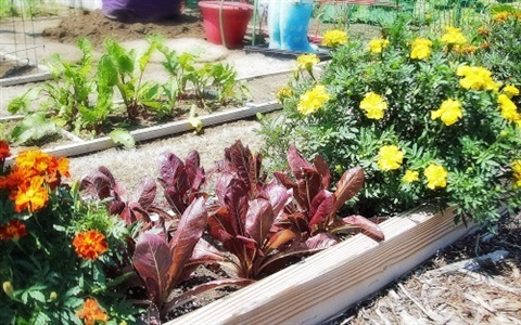 Close up plants in Community Garden