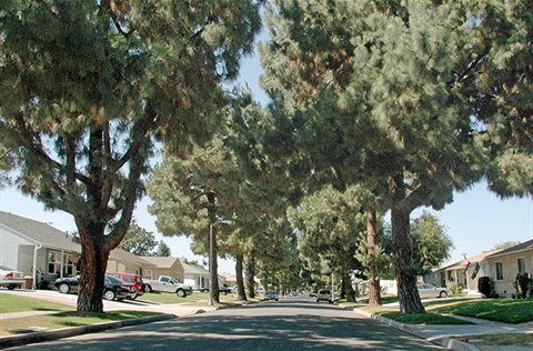 Lakewood street with tree canopy