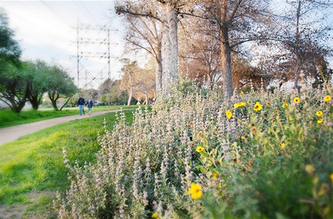 View of the nature trail path and plants