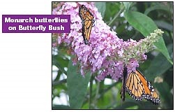 Monarch and Butterfly Bush