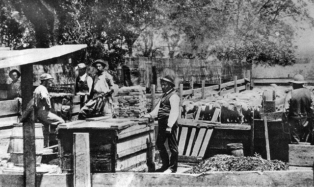 Sheep dipping at Rancho Los Alamitos in 1890