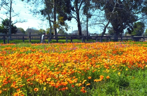 Field of orange flowers at Rynerson Park, Lakewood, CA