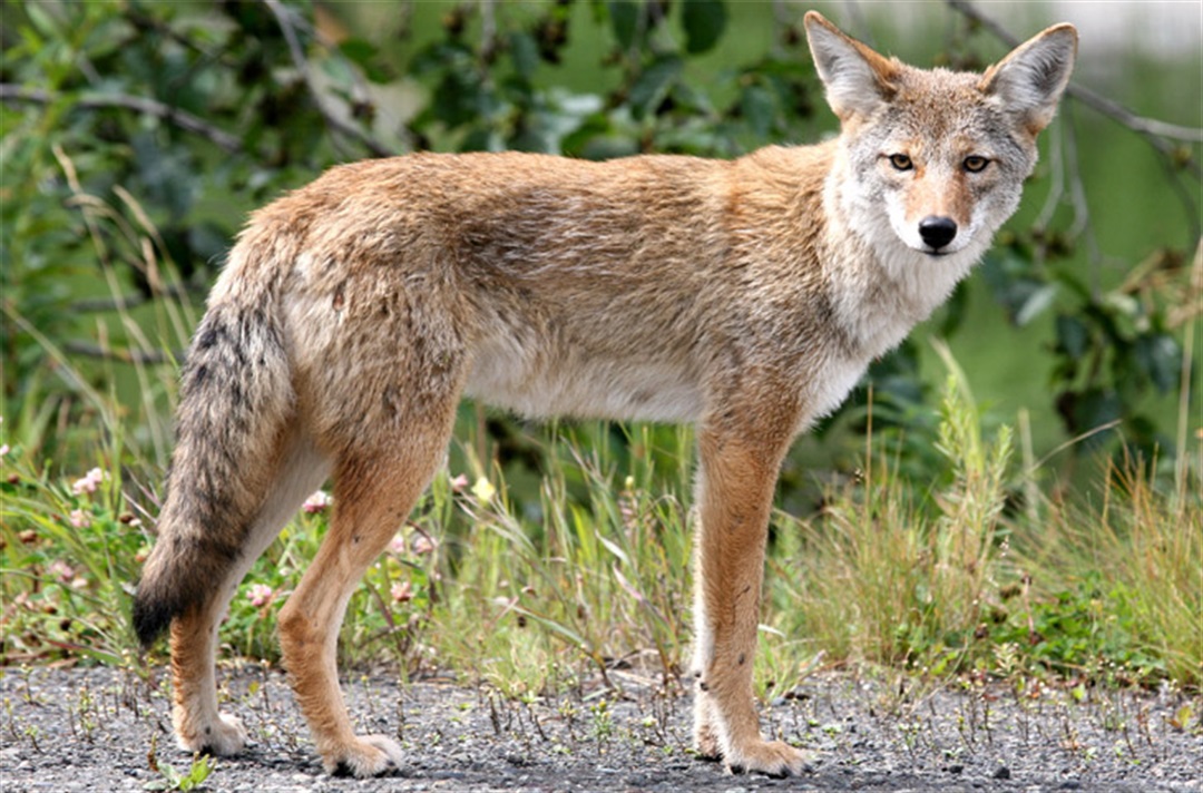 Coyotes & other wildlife Lakewood Online