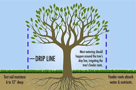Tree watering graphic