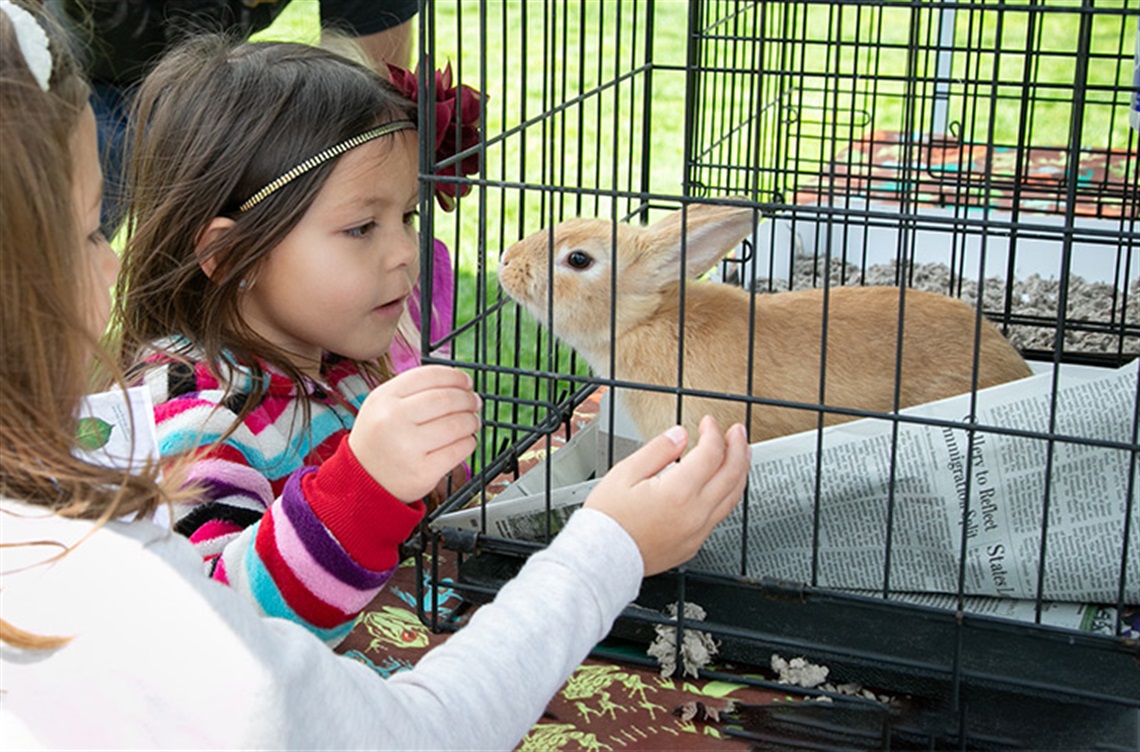 Girl looking at bunny in cage