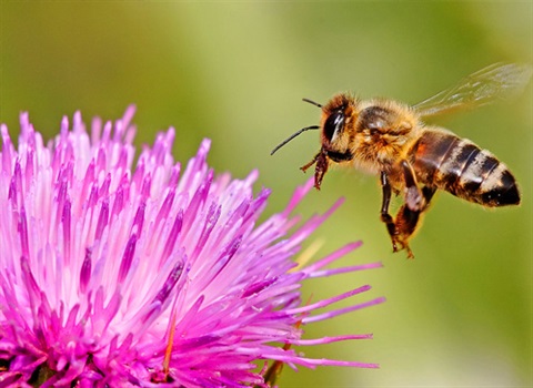 Close up of honey bee next to a flower