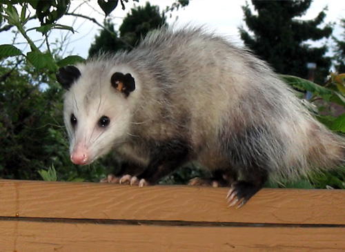 Opossum in tree