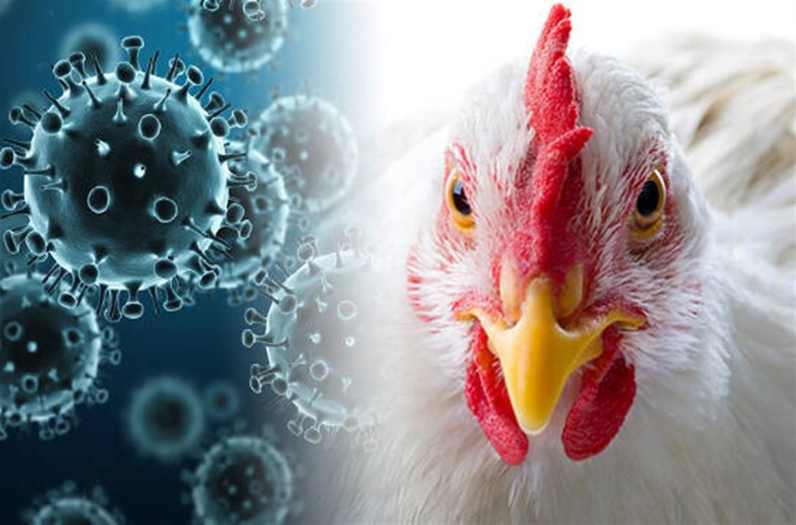 Flu molecule and image of chicken