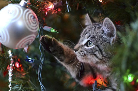 Cat reaching out to tree ornament